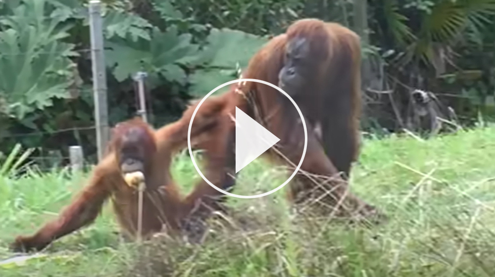 Hilarious Animal Video - baby Orangutan tries to escape from its mother